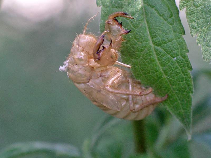Exuvia di chi?.....Cicala